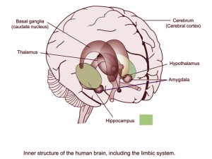 hippocampus