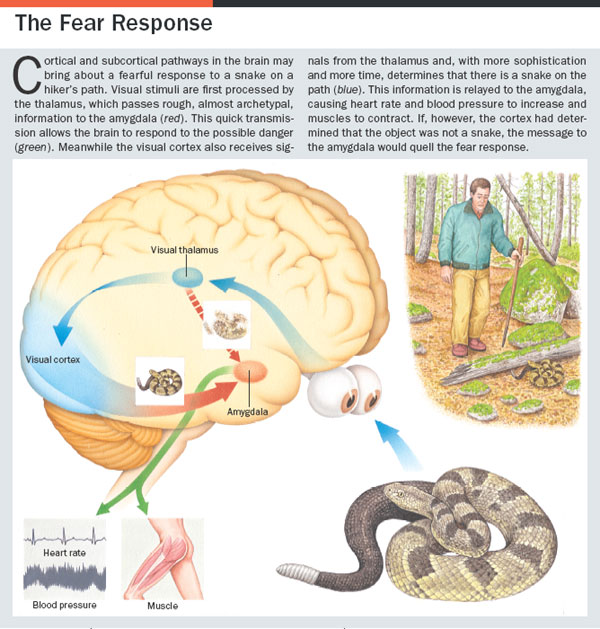 scientificamericanmind1205-44-I1