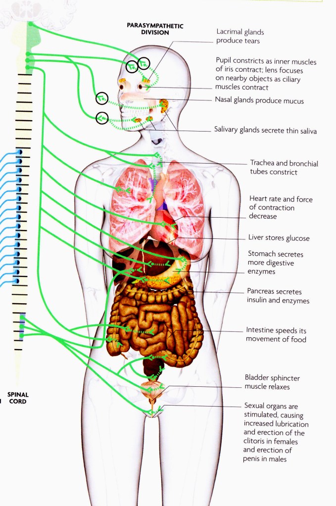 parasympathetic cropped0005
